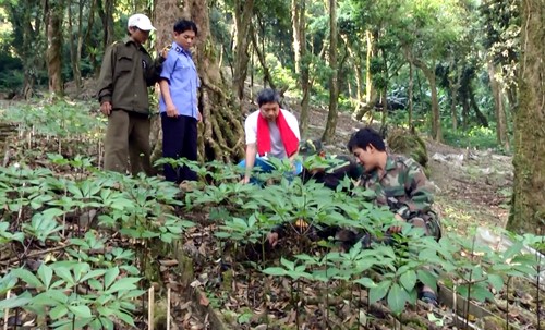 sam-ngoc-linh-duoc-cong-nhan-la-san-phm-quoc-gia